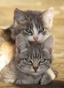 Two free kittens Two free kittens