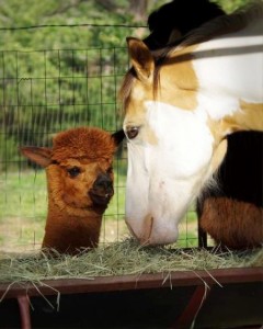 Alpaca and horse share hay