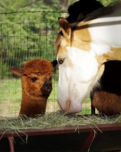 Alpaca and horse share hay Alpaca and horse share hay