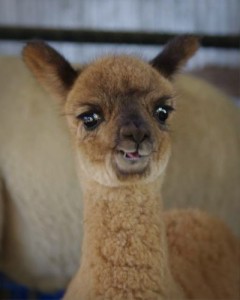 Cute alpaca cria