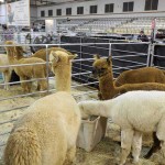 Our alpacas at the show