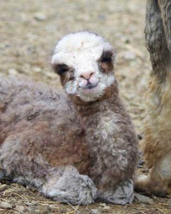 Rose grey alpaca cria Rose grey cria