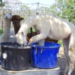 Bianca playing in water tub