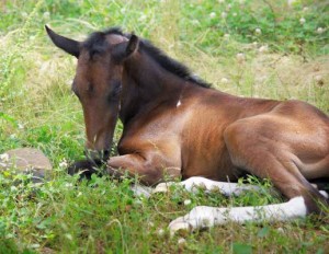 Maggie filly