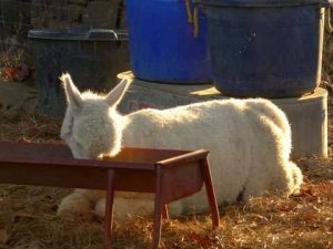 tired alpaca eating