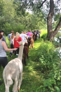 Alpaca Walking