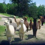 Alpacas out my window