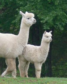 Vegas with her cria