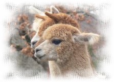 fawn alpacas