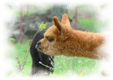 brown alpaca