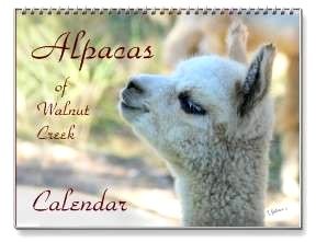 alpaca picture calendar