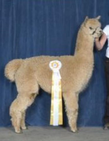 alpaca herdsire, BF Riccardo