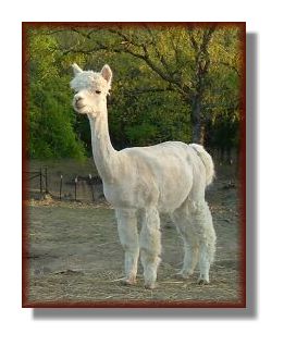Rock's Ann, female alpaca