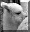 Alpaca Crias