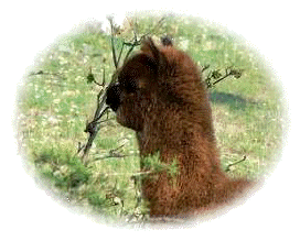 alpaca cria
