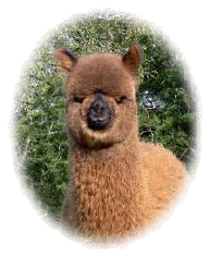 Sweet alpaca face
