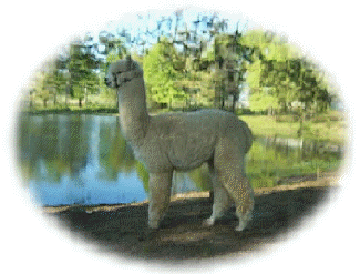 Peruvian Gibraltar, Award Winning Alpaca Herdsire