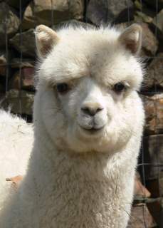 alpaca weanling Giorgio