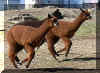 Alpacas in Action