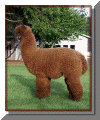 Alpaca show winner