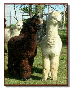 Alpaca Herdsires