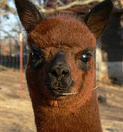 Reba. head shot