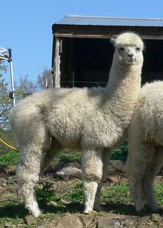 alpaca weanling Rebel