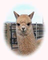 alpaca cria