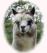 Tika, alpaca