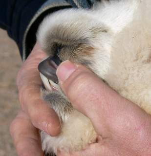 perfect bite