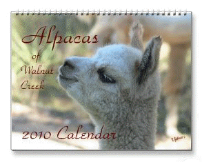 Alpaca Calendar 2010