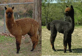 Samson, before and after shearing