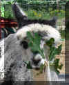 Funny Pacas