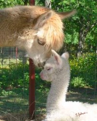 newborn baby alpaca