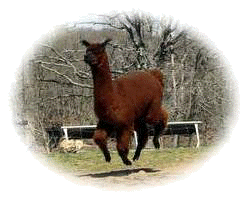 happy healthy alpaca