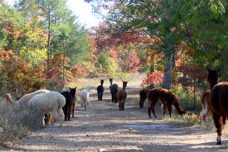 alpaca farm