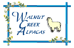 Alpacas at Walnut Creek Farm