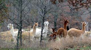The History of Alpacas – Sol Alpaca USA