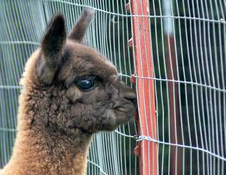 cria at fence