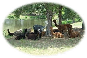 resting by the pond