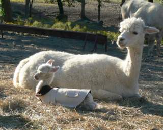 Ann and her cria