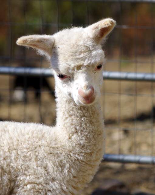 Blind cria