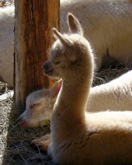 Baby alpaca sleeping