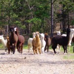 JuJu leading the pack