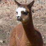 Ruby as a cria