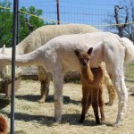 Bianca and cria