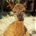 Magic cria smile