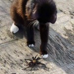 Peanut with spider