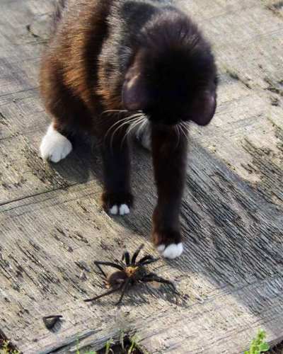 Peanut with spider