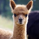 Charmyl's cria